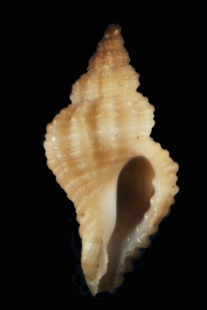 Dubbio su Ocinebrina